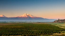Vineyard Ararat
